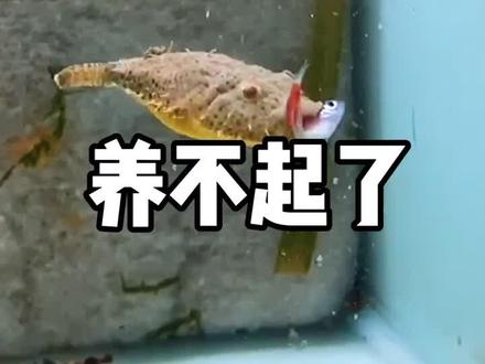 毛毛狗头鱼吧,确实是性格开朗,容易饲养。你们觉得毛毛是憨的可爱还是丑的可怕呢?#河鲀 #狗头鱼