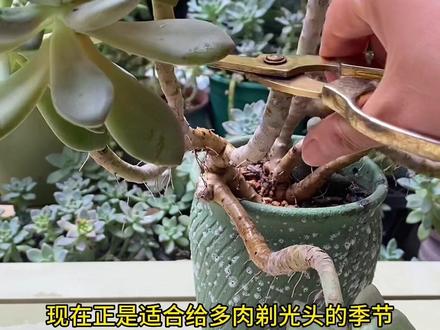 造型看够的多肉可以把枝头剪掉,这样简单操作让一盆多肉可以变成很多盆#多肉植物养护 #多肉扦插 #多肉繁殖