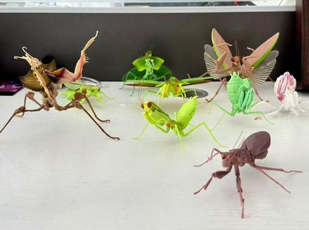 螳螂模型:就决定是你了~ #螳螂 #神奇动物在抖音