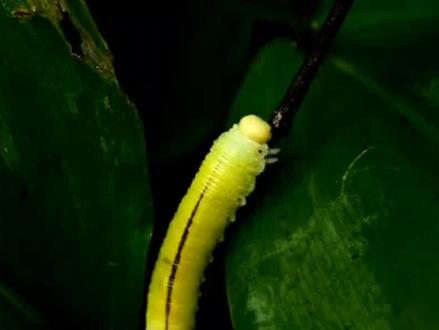 蚂蚁是害虫吗?#害虫 #蚂蚁 #观察昆虫 #爱护小动物 #昆虫 @抖音创作者中心