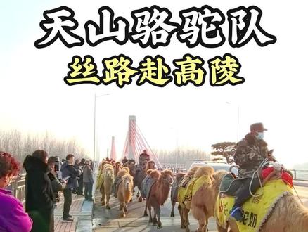 驼铃叩泾渭,丝路赴高陵——这场2700公里的文化远征终抵关中!当东天山的风沙还凝在33峰骆驼的鬃毛上,清脆驼铃已穿越千年时光,与西安高陵“泾渭分明”的涛声相遇。“东天山骆驼队丝绸之路文化行”历经数月风霜,从新疆哈密巴里坤启程,踏过沙漠戈壁、跨越三省疆域,终于在泾渭交汇的沃土上,落下了意义非凡的一脚蹄印。#西安 #高陵 #骆驼队来了 #天山骆驼队 #丝绸之路