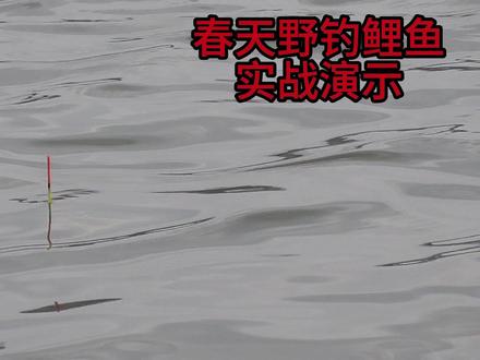 春天野钓鲤鱼实战演示,6分钟分享2个绝招,新手看完都能狂拉 #钓鲤鱼 #钓鱼 #野钓 #钓鱼技巧 #野钓鲤鱼