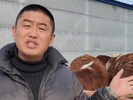 母牛舍建设和散圈。#吉林西门塔尔牛 #肉牛养殖