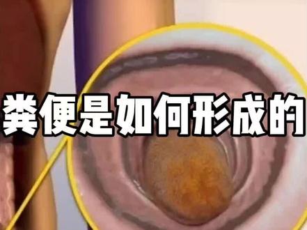 你知道粪便是如何形成的吗?#动画 #3d #大便 #科普一下