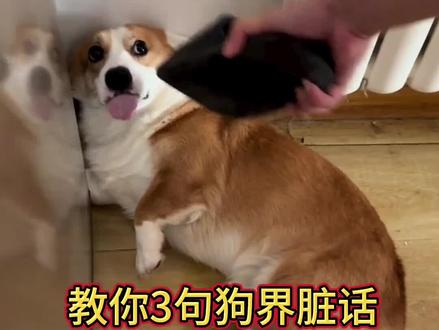 狗狗犯错,教你3句狗界脏话,狗狗瞬间就能听懂,不敢再犯。#养狗经验分享 #萌宠日常记录 #养狗小知识#养狗小妙招#新手养狗