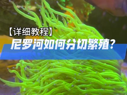 绝美的尼罗河,分切教学来啦#海水鱼珊瑚 #海缸日记 #水族爱好者 #教程 #玻璃缸中的大自然 @抖音小助手 @DOU+小助手