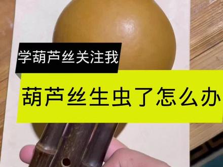 葫芦丝生虫了怎么处理?#葫芦丝教学演奏