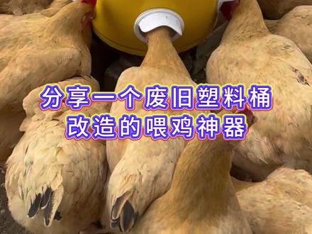 分享旧水桶自制#鸡鸭鹅自动喂食器 #农村散养土鸡 #三农养殖