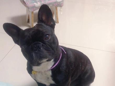 #法斗蠢萌 #可乐 #憨狗 @抖音小助手 瞬间召唤狗子的几种声音,亲测全部有效,狗子可能以为我又养了一只…