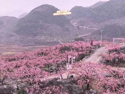 桃花节筹备中,静待八方游客赴约赏桃!
#江永桃花节 #筹备情况 #游客 #服务升级 #桃花开