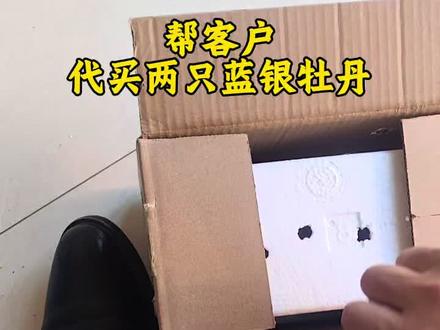#鹦鹉 #牡丹鹦鹉 帮客户代买两只蓝银宝宝,全程一千多公里,平安到家!
