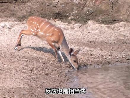 为什么说羚羊的速度第二是被猎豹给逼出来的 #猎豹 #羚羊