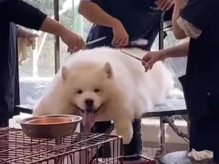 萨摩耶修毛后秒变北极熊,白白胖胖可可爱爱!#萌宠 #萨摩耶 #狗狗 #可爱