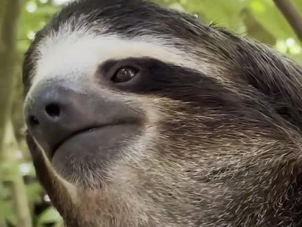 树懒爬到公路上摆烂,原来是在等有缘人。 #动物科普 #树懒