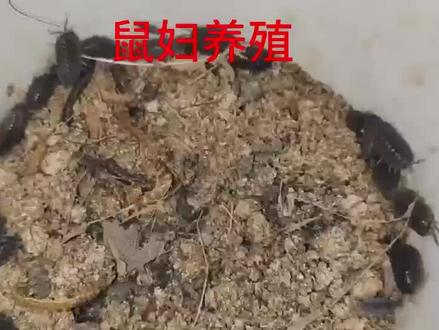 鼠妇养殖(常学习找产业,学鼠妇养殖,谋发展助增收,振兴乡村) #鼠妇 #鼠妇饲养 #鼠妇虫诱捕药水成分 #鼠妇虫诱捕 #鼠妇虫的功效与作用