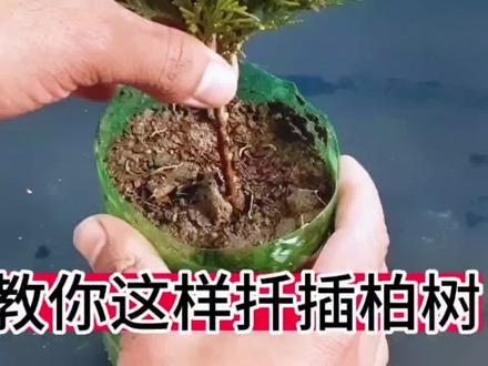 柏树的扦插方法。#种植小技巧 #家庭园艺 #扦插柏树