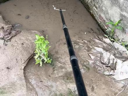 今天现在教你们如何正确找甲鱼点赞收藏