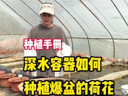 今天给大家分享种植深水容器的碗莲荷花种植方法#养花小知识 #碗莲 #睡莲 ##阳台种植 #新农人计划2021 @抖音小助手