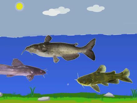 不是所有的鱼都有鱼鳞!这5种鱼没有鳞片,有些一般人还吃不到! #dou是钓鱼人 #没有鱼鳞的鱼 #科普