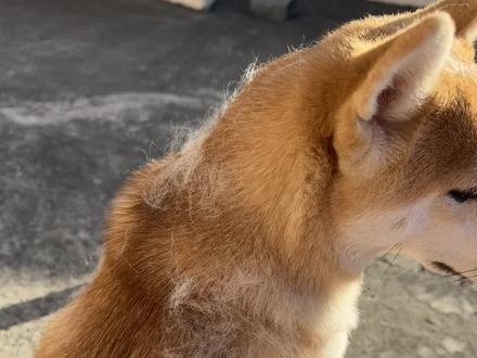 怎么解决柴犬掉毛,软磷脂鸡蛋黄也吃!一点不影响哗哗掉毛!#养狗人