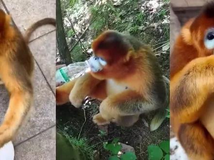 金丝猴下山进村做客,喂食都不会咬伤人,它们为什么会那么乖? #动物 #猴子 #金丝猴