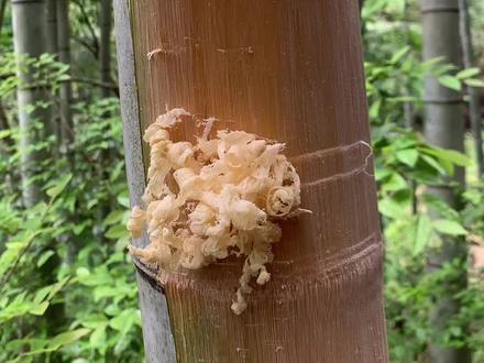 竹茹~竹子青皮下的第二层挂出来的竹绒,加姜汁润过炮制而成。别学,烫手!#新农人计划2023 #我的乡村生活 #大自然的馈赠 #传统手艺