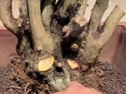 大家要求搞一个映山红庄子生桩种植视频,今天给大家分享一个,讲得仔细,视频时间有点长,新手要认真看看#盆景艺术