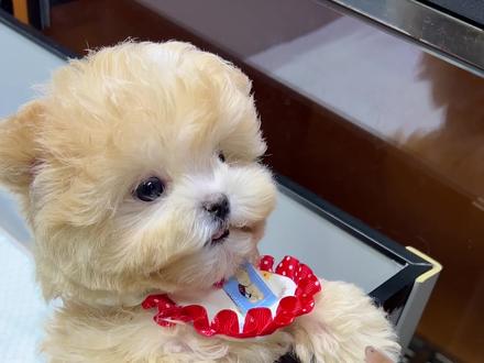 爱生气的小鼻嘎竟然放屁臭人,太坏了!!!#不养狗不知道养狗的乐趣 #马尔泰 #小狗狗能有什么坏心思