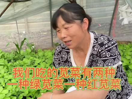 苋菜有两种,一中绿叶,一种红叶。#三农 #农村生活 #一份耕耘一份收获 @DOU+小助手