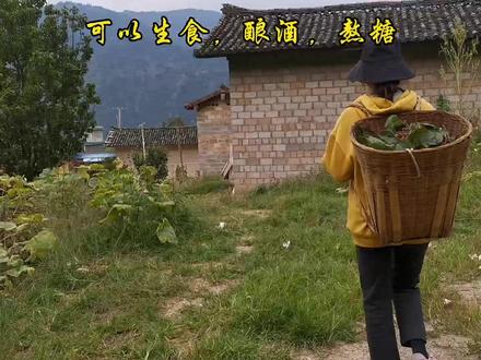 把摘回来的拐枣制成拐枣酒,大家叫这个水果也是叫拐枣吗?#拐枣 #我的乡村生活 #农村美食 #家乡野果