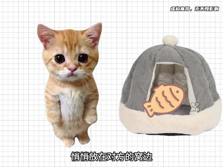 什么是柏拉图式爱情,我用小猫给你解释一下 #柏拉图式的爱情 #哲学 #爱情