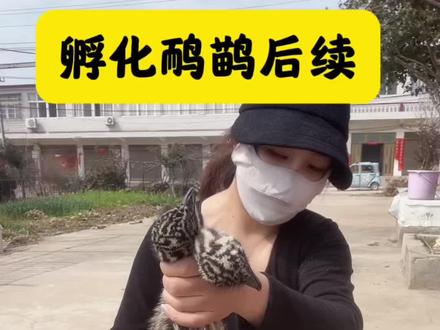 #真实生活分享计划 有很多粉丝对我孵化鸸鹋蛋的后续很好奇,今天发出来给大家看看。结局不是很理想,四只鸟最终只剩下了一只,它非常的乖,希望可以陪我很久很久……#人工孵化 #鸸鹋