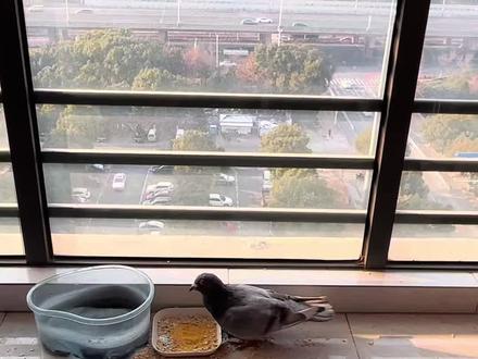 家中偶遇不速之客🕊️ 一只小鸽子悄然落脚,取名咕咕,温柔相伴三日三夜。纵有满屋细碎的美好,也懂它本属于蓝天旷野,愿归巢的风护它一路顺遂,山野皆为家,岁岁皆平安✨
#动物随手拍 #奇妙的动物 #人与动物和谐共处 #奇妙的动物万物皆有灵性 #动物趣事