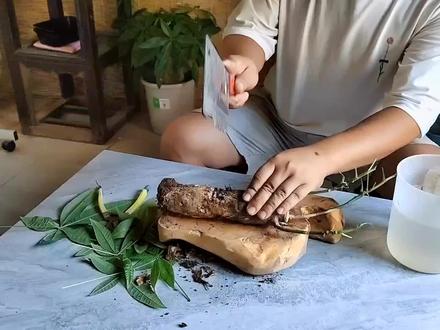 发财树黄叶落叶耷拉叶子,烂根的发财树救活详细教程#发财树 #发财树烂根 #一起养花