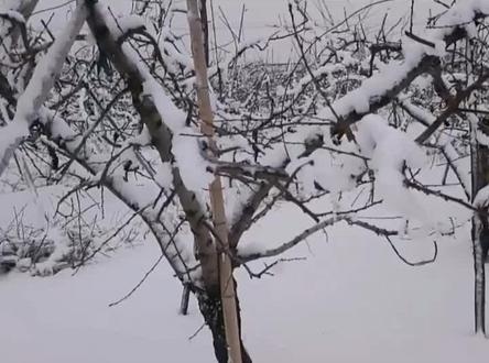 咱家桃园的一年四季~#农民种地不容易 #热门