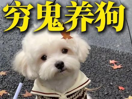 养狗省钱穷鬼养狗6件套 #养狗省钱攻略 #新手养狗 #养狗人