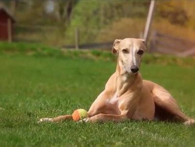 第二集I世界上跑的最快的10种狗,号称犬界博尔特灵缇犬,能跑过猎豹吗? #狗是人类最忠诚的朋友 #狗狗