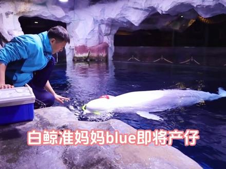 白鲸妈妈最后的孕期 #郑州海洋馆 #神奇动物见面会 #白鲸 #准妈妈 #水中分娩