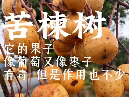 这颗树没有人不熟悉吧?快来说说你和它之间的故事#苦楝树 #药用植物 #植物@抖音小助手