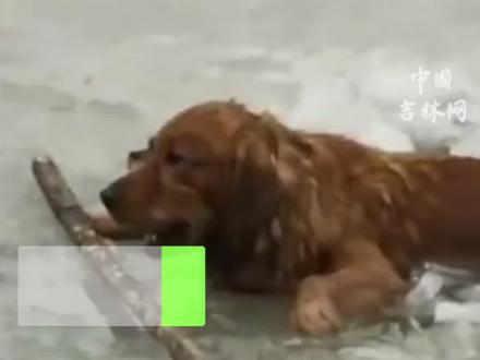 #吉林 #长春 #金毛 不慎掉进冰窟窿,遇到危险直到上岸也不忘叼着主人的球