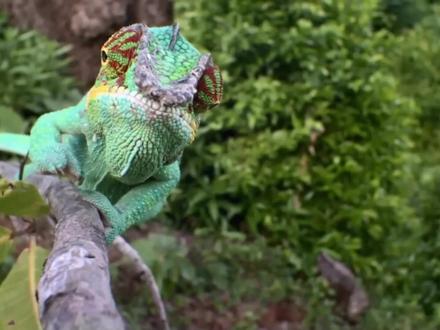 变色龙的变色原理,原来是这样的!