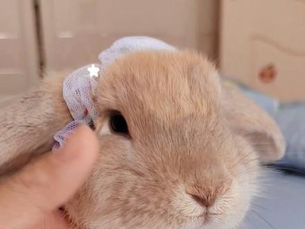 养兔子臭不臭?#兔兔这么可爱 #兔子 #宠物出道计划 #萌宠百科 #科学养宠攻略