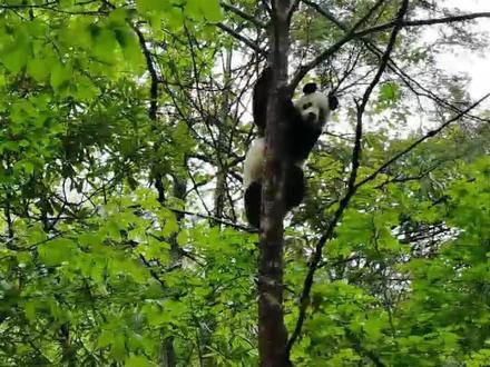 【大熊猫野化培训周记】 大熊猫“贤贤”与“傲然”灵巧地爬树、惬意地吃竹。无论风起还是雨落,我们都与它们在一起。
