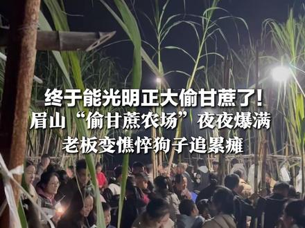 终于能光明正大偷甘蔗了! 眉山“偷甘蔗农场”夜夜爆满 老板变憔悴狗子追累瘫:急需固定NPC,想去可联系!