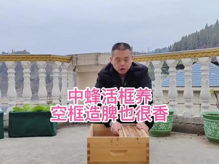 中蜂活框养,空框造脾也很香 #养蜂技术 #中蜂