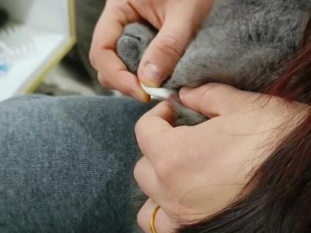 一直以为这是个囊肿不敢动怕她疼,今天刷抖音看到同类型的才知道这是个“黑头” 妈呀!这也太解压了 早知道是个黑头早就给你挤出来了 啊啊啊!!#蓝猫 #猫咪黑头 #真实分享官