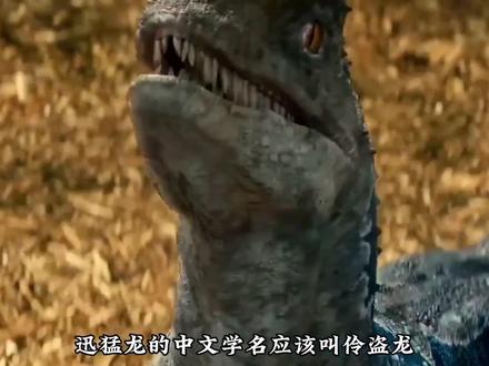 迅猛龙?其实他叫伶盗龙或者快盗龙,恐龙界的幽灵刺客,好像养一只!#冷知识 #侏罗纪世界三 #史前巨兽 #涨见识 #恐龙世界