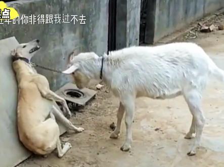 这货是真怂,看到最后有亮点