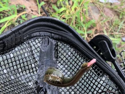 120元一斤的刀鳅 不敢取勾 #今天的收获 #原生鱼#刀鳅鱼