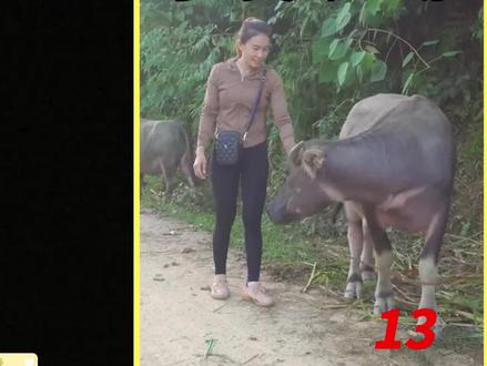 小美农场 前段时间养殖的母鸡总算下蛋#田园生活 #小院改造 #农场改造 #瓜子二手车